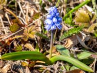 Muscari azureum Vattentornsvägen, Kristianstad, Skåne, Sweden 20180408_0114