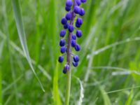 Muscari botryoides E Klostersågen, Sjöbo, Skåne, Sweden 20180511_0075