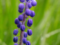 Muscari botryoides E Klostersågen, Sjöbo, Skåne, Sweden 20180511_0076