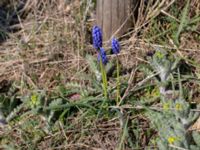 Muscari botryoides Hammars backar, Ystad, Skåne, Sweden 20190417_0024