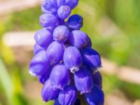 Muscari botryoides Södra buskaget, Ribersborg, Malmö, Skåne, Sweden 20230421_0019