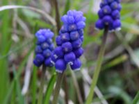 Muscari botryoides Scoutstugan, Bunkeflo strandängar, Malmö, Skåne, Sweden 20170413_0081