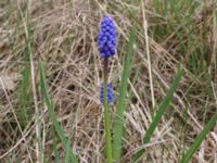 Muscari botryoides Scoutstugan, Bunkeflo strandängar, Malmö, Skåne, Sweden 20170413_0091