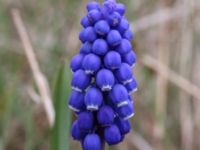 Muscari botryoides Scoutstugan, Bunkeflo strandängar, Malmö, Skåne, Sweden 20170413_0092