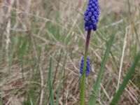 Muscari botryoides Scoutstugan, Bunkeflo strandängar, Malmö, Skåne, Sweden 20170413_0097