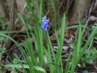 Muscari botryoides Scoutstugan, Bunkeflo strandängar, Malmö, Skåne, Sweden 20170413_0102