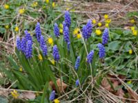 Muscari botryoides Scoutstugan, Bunkeflo strandängar, Malmö, Skåne, Sweden 20170413_0114