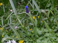 Muscari latifolium Midsommarängen, Norra Friluftsstdane, Malmö, Skåne, Sweden 20160417_0001