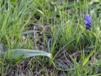 Muscari latifolium Naturum Öresund, Ribersborg, Malmö, Skåne, Sweden 20240414_0032