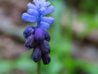 Muscari latifolium Toarp, Malmö, Skåne, Sweden 20170415_0011