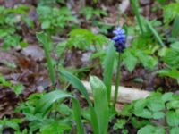 Muscari latifolium Toarp, Malmö, Skåne, Sweden 20170415_0016