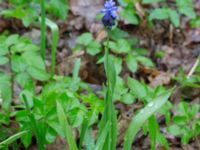 Muscari latifolium Toarp, Malmö, Skåne, Sweden 20170415_0017