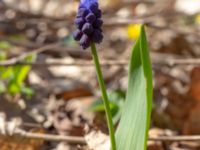 Muscari latifolium Toarp, Malmö, Skåne, Sweden 20200405_0078