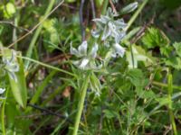 Ornithogalum boucheanum Hällevik, Simrishamn, Skåne, Sweden 20170506_0180