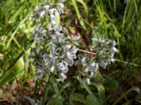 Ornithogalum boucheanum Hällevik, Simrishamn, Skåne, Sweden 20170506_0185