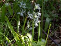 Ornithogalum boucheanum Hällevik, Simrishamn, Skåne, Sweden 20170506_0186