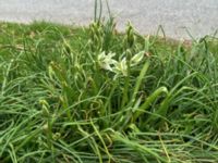 Ornithogalum boucheanum Norra Friluftsstaden, Malmö, Skåne, Sweden 20160430_IMG_4225