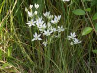 Ornithogalum divergens Kalkstad-Lenstad, Mörbylånga, Öland, Sweden 20150606_0171