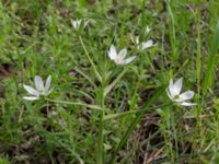 Ornithogalum divergens Scoutstugan, Bunkeflo strandängar, Malmö, Skåne, Sweden 20170520_0035