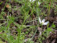 Ornithogalum divergens Scoutstugan, Bunkeflo strandängar, Malmö, Skåne, Sweden 20170520_0036