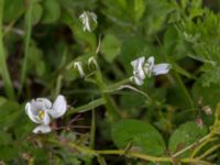 Ornithogalum divergens Svanetorpsvägen, Åkarp, Lomma, Skåne, Sweden 20150528_0064