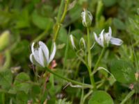 Ornithogalum divergens Svanetorpsvägen, Åkarp, Lomma, Skåne, Sweden 20150528_0066