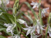 Ornithogalum nutans Bågskyttedungen, Ribersborg, Malmö, Skåne, Sweden 20230423_0067