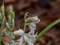 Ornithogalum nutans Bågskyttedungen, Ribersborg, Malmö, Skåne, Sweden 20230423_0068