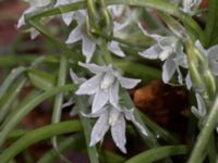 Ornithogalum nutans Bågskyttedungen, Ribersborg, Malmö, Skåne, Sweden 20230423_0069