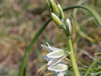 Ornithogalum nutans Hammars backar, Ystad, Skåne, Sweden 20190417_0026