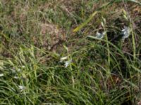 Ornithogalum nutans Hammars backar, Ystad, Skåne, Sweden 20190417_0027