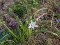 Ornithogalum nutans Lindängelunds rekreationsområde, Malmö, Skåne, Sweden 20190414_0117