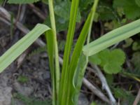 Ornithogalum pyrenaicum Grodreservatet, Malmö hamn, Malmö, Skåne, Sweden 20160609_0033