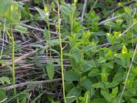 Ornithogalum pyrenaicum Grodreservatet, Malmö hamn, Malmö, Skåne, Sweden 20160609_0034