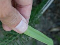 Ornithogalum pyrenaicum Grodreservatet, Malmö hamn, Malmö, Skåne, Sweden 20160609_0036