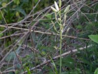 Ornithogalum pyrenaicum Grodreservatet, Norra hamnen, Malmö, Skåne, Sweden 20160529_0165