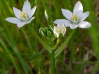 Ornithogalum umbellatum Ödetomt Bäckaforsvägen, Klagshamn, Malmö, Skåne, Sweden 20220519_0006