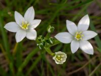 Ornithogalum umbellatum Ödetomt Bäckaforsvägen, Klagshamn, Malmö, Skåne, Sweden 20220519_0007