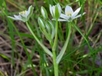 Ornithogalum umbellatum Ödetomt Bäckaforsvägen, Klagshamn, Malmö, Skåne, Sweden 20220519_0010