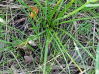 Ornithogalum umbellatum Ödetomt Bäckaforsvägen, Klagshamn, Malmö, Skåne, Sweden 20220519_0011