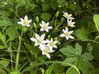 Ornithogalum umbellatum Hamnen, Klagshamns udde, Malmö, Skåne, Sweden 20190520_21