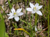 Ornithogalum umbellatum Klosterängshöjden, Lund, Skåne, Sweden 20150612_0043