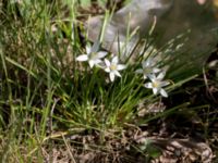 Ornithogalum umbellatum Magasinsgatan, Malmö, Skåne, Sweden 20160527_0053