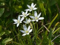 Ornithogalum umbellatum Terekudden, Bunkeflo strandängar, Malmö, Skåne, Sweden 20160519_0004