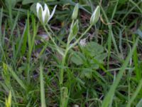 Ornithogalum umbellatum Ulricedal, Malmö, Skåne, Sweden 20200511_0031