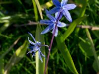 Othocallis amoena Gamla kyrkogården, Malmö, Skåne, Sweden 20170422_0008