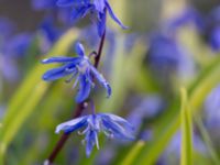 Othocallis amoena Gamla kyrkogården, Malmö, Skåne, Sweden 20170422_0016