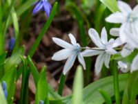 Othocallis mischtschenkoana Näktergalsvägen 8, Bunkeflostrand, Malmö, Skåne, Sweden 20180409_0047