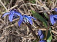 Othocallis siberica Hagtornsängen, Klagshamns udde, Malmö, Skåne, Sweden 20170325_0012