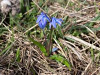 Othocallis siberica Hagtornsängen, Klagshamns udde, Malmö, Skåne, Sweden 20170325_0016